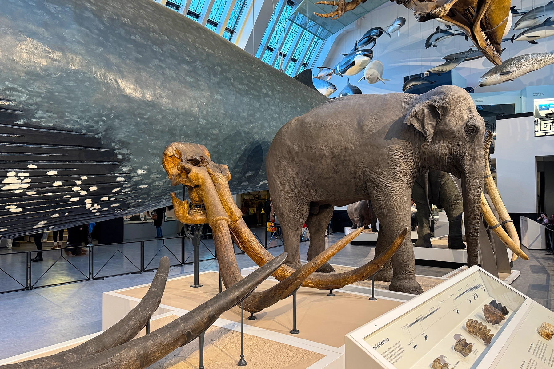Het Natural History Museum in Londen bezoeken
