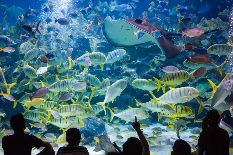 SEA LIFE Londen aquarium