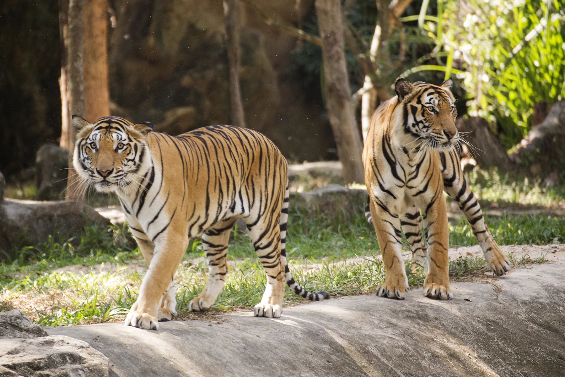 Tijgers in de dierentuin